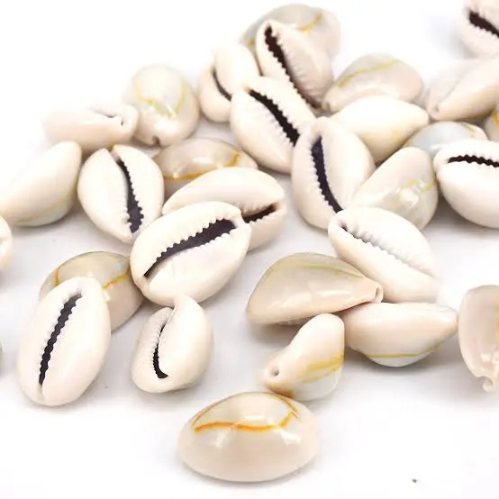 Best Price For Cowrie Shell Beads 50Pcs Color-Brown