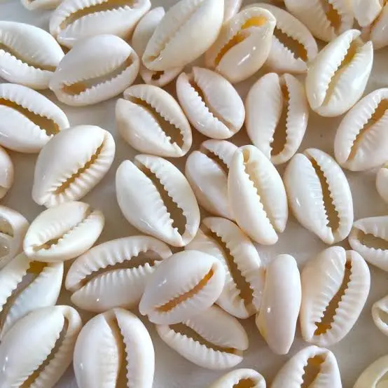 Best Price For Cowrie Shell Beads 50Pcs Color-Brown
